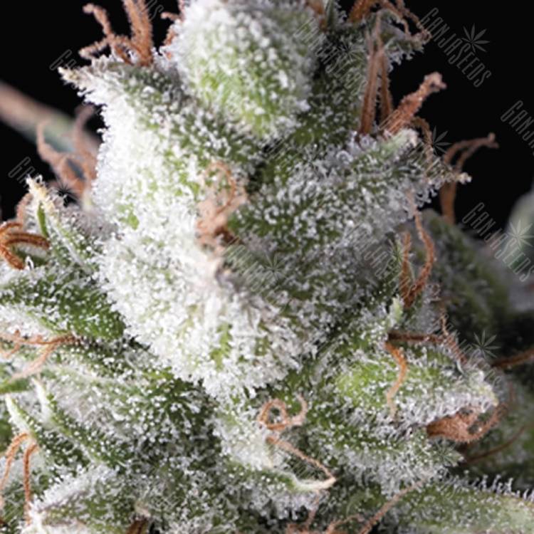семена конопли для посадки купить Auto Ramses feminised Pyramid Seeds
