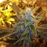 где заказать семена конопли Auto Royal Critical feminised Royal Queen где заказать семена конопли Auto Royal Critical feminised Royal Queen