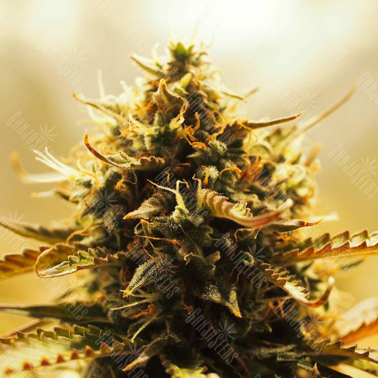 семена конопли Auto Jack 47 feminised Sweet Seeds