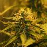 где заказать семена конопли Auto Jack 47 feminised Sweet Seeds