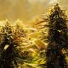 семена конопли наложенным платежом Auto Jack 47 feminised Sweet Seeds