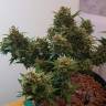 семена конопли медицинской Auto Big Devil feminised