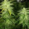 семена конопли в оригинальных упаковках White Widow x Great White Shark feminised