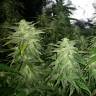 семена конопли недорого White Widow x Great White Shark feminised