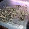 споровый оттиск Panaeolus Cambodginiensis споровый оттиск Panaeolus Cambodginiensis