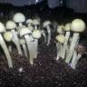 отпечатки псилоцибиновых грибов в России Panaeolus Cambodginiensis отпечатки псилоцибиновых грибов в России Panaeolus Cambodginiensis