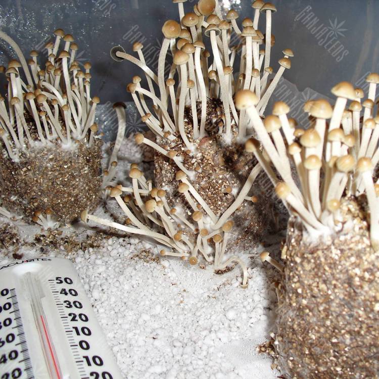 купить отпечатки псилоцибиновых грибов Спб Panaeolus Cambodginiensis купить отпечатки псилоцибиновых грибов Спб Panaeolus Cambodginiensis