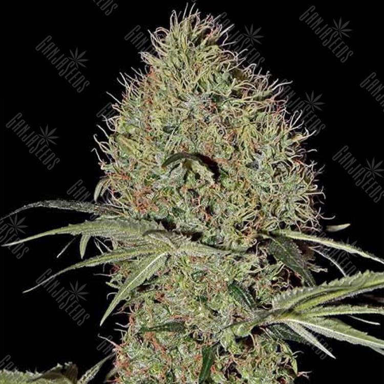 семена конопли в фирменной упаковке Auto Super Bud feminised Green House Seeds семена конопли в фирменной упаковке Auto Super Bud feminised Green House Seeds