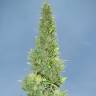 Auto Durban Poison feminised Dutch Passion Seeds