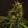 мощные семена конопли Auto Russian feminised Exotic Seed