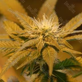 White Castle regular Nirvana Seeds