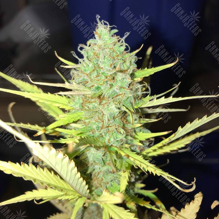 автоцветущие семена конопли Auto Diesel Ryder feminised