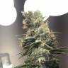 качественные семена конопли Auto Diesel Ryder feminised