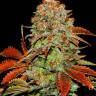 семена конопли белая вдова White Widow x Bubble Gum feminised