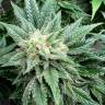 гибриды конопли White Widow x Bubble Gum feminised