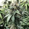 купить качественные семена конопли White Widow x Bubble Gum feminised