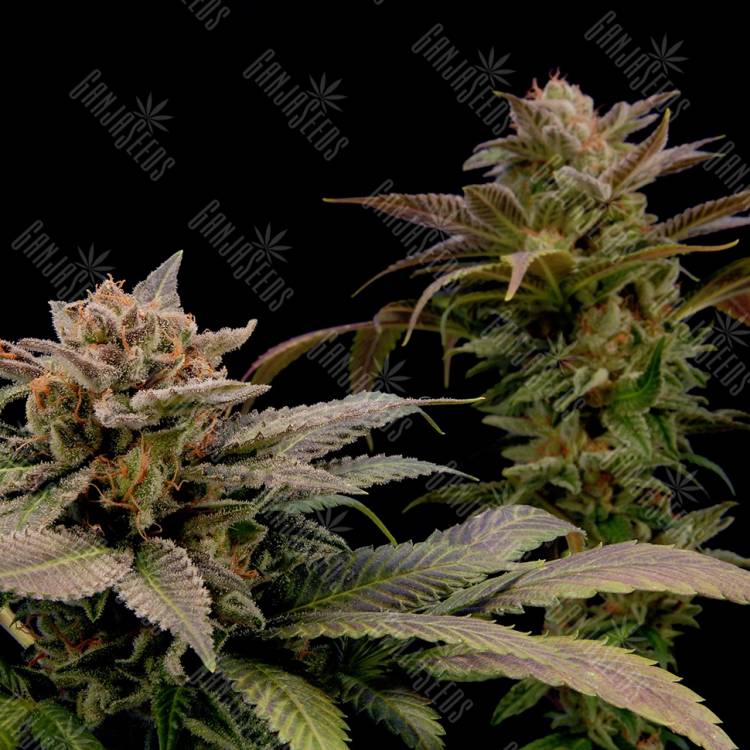 семена конопли феминизированные White Widow x Bubble Gum feminised