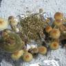 купить отпечатки псилоцибиновых грибов Спб Tasmanian купить отпечатки псилоцибиновых грибов Спб Tasmanian