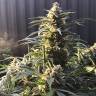 семена сортовой конопли Auto King’s Kush feminised Green House Seeds