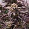 семена конопли в оригинальных упаковках Auto King’s Kush feminised Green House Seeds