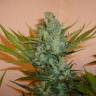 Haze x Northern Lights feminised RuSeeds