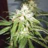урожайные семена конопли Kun feminised Bang Seeds