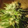 семена конопли в оригинальных упаковках Kun feminised Bang Seeds