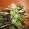 семена конопли Kun feminised Bang Seeds