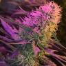качественные семена конопли Orange Sherbert feminised Barneys Farm