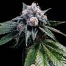 семена конопли курьером Lemon Walker feminised DNA Genetics
