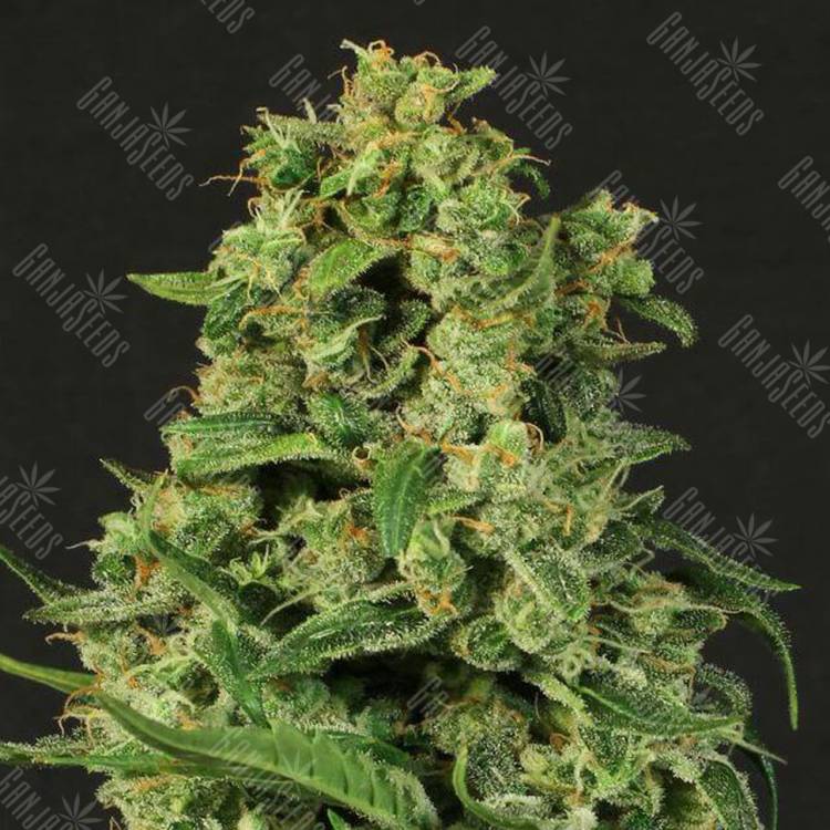 семена конопли интернет магазин Auto Sir Jack feminised Exotic Seed семена конопли интернет магазин Auto Sir Jack feminised Exotic Seed