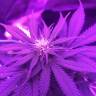 семена конопли наложенным платежом White Rhino regular Nirvana Seeds семена конопли наложенным платежом White Rhino regular Nirvana Seeds