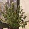 где заказать семена конопли White Rhino regular Nirvana Seeds где заказать семена конопли White Rhino regular Nirvana Seeds