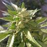 семена конопли скороспелый купить Auto Super Hash feminised Pyramid Seeds семена конопли скороспелый купить Auto Super Hash feminised Pyramid Seeds