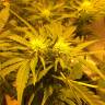заказ семян конопли Спб Auto Royal Haze feminised Royal Queen заказ семян конопли Спб Auto Royal Haze feminised Royal Queen