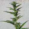 семена конопли курьером Auto Speed Devil feminised Sweet Seeds