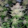Семена каннабиса Auto Critical Plus feminised Ganja Seeds