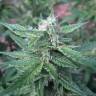 урожайные семена конопли Auto Haze feminised