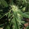 семена конопли в оригинальных упаковках Auto Haze feminised