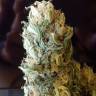 Black Domina feminised Ganja Seeds Black Domina feminised Ganja Seeds