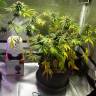 Black Domina feminised Ganja Seeds Black Domina feminised Ganja Seeds