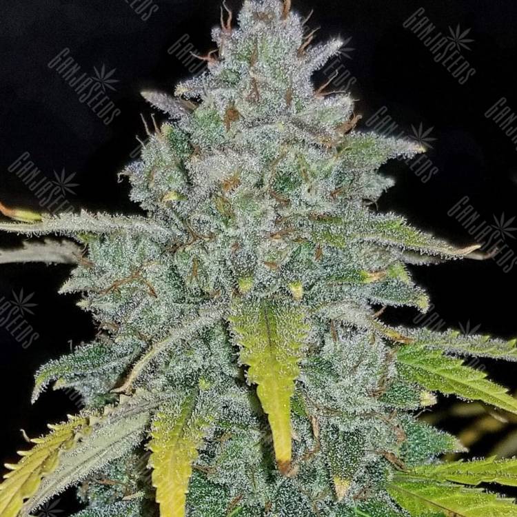 доставка семян спб Jamaican Orange Skunk feminised