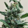 Auto Moscow feminised Ganja Seeds