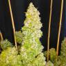 Auto Moscow feminised Ganja Seeds