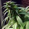 урожайные семена конопли White Widow x Early Skunk feminised
