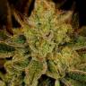 купить семена конопли с доставкой Auto Super Lemon Haze feminised купить семена конопли с доставкой Auto Super Lemon Haze feminised