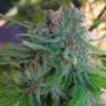 купить семена конопли Auto Super Lemon Haze feminised Green House Seeds купить семена конопли Auto Super Lemon Haze feminised Green House Seeds
