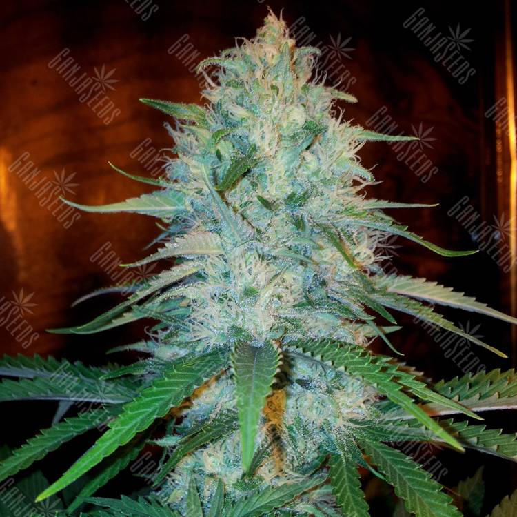 заказ семян конопли Otrar feminised Bang Seeds заказ семян конопли Otrar feminised Bang Seeds