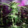 семена конопли Россия Peppermint Kush feminised Barneys Farm