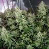 семена конопли Peppermint Kush feminised Barneys Farm